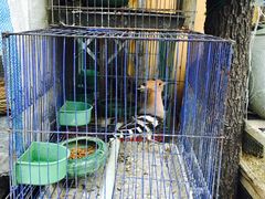 -保定市花鸟鱼虫市场