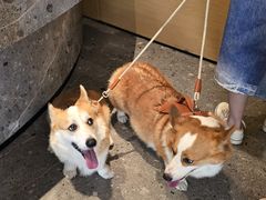 -阿嬷手作(成都万象城店)