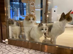 -momokira米努特·德文卷毛猫·棉花面纱犬