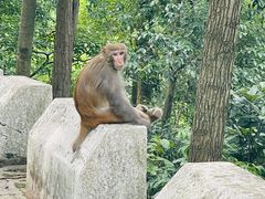 -黔灵山公园