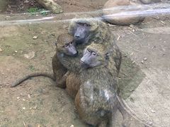 -黔灵山公园