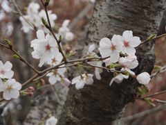 -顾村公园