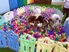 -汪说喵讲宠物乐园宠物酒店(红星美凯龙店)