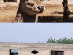 -青藏高原野生动物园