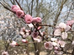 -桃花堤公园