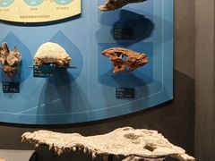 -国家自然博物馆