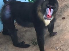 -西霞口神雕山野生动物世界