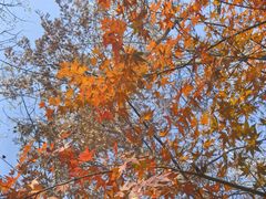 -合肥滨湖国家森林公园