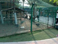 -大鹅岛绿色生态美食园
