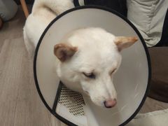 -柴迷FANS CLUB·柴犬狗咖·猫咖