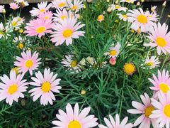 -斯多格书乡(北京大学畅春园店)