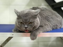 它热了-酷狗靓猫宠物·洗护·美容·寄养(航北路店)