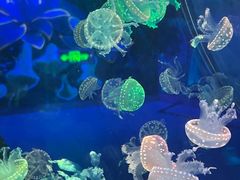 -海合安成都极地海洋公园