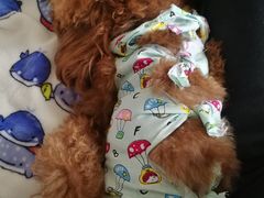 -达爱动物医院·犬猫分区·CT·复杂眼科(远洋山水分院)