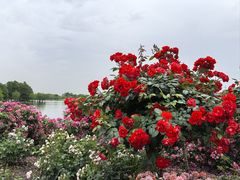 -上海辰山植物园