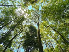 -铁山坪森林公园