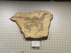 -辽宁古生物博物馆