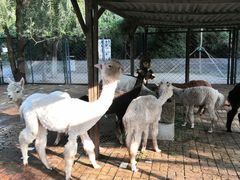 -长白岛森林公园