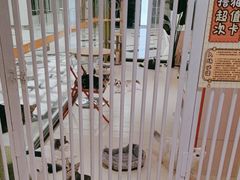 -三花喵·撸猫购宠·宠物生活馆(虹桥南丰城店)
