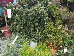 -合肥市裕丰花鸟虫鱼市场