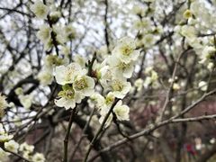 -无锡梅园公园