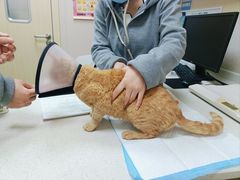 -安安宠医·臻爱宠物医院·宠保定点(营门口路分院)