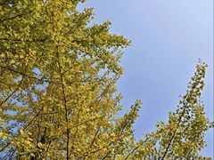 -洛阳市隋唐城遗址植物园