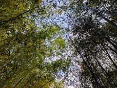-竹泉村旅游度假区