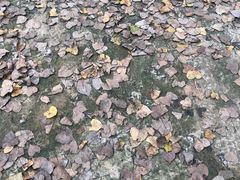 -合肥滨湖国家森林公园