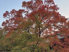 -香山公园
