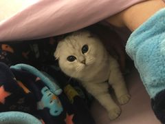 -艾贝尔宠物医院 ·内科全科(梁溪路店)