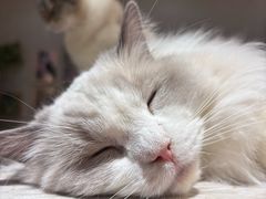 -藏猫猫咖啡主题馆(中央大道店)