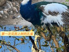 -丽泽山庄·生态怀柔菜·虹鳟鱼(红螺寺店)