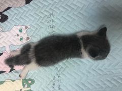 -Bastet sally猫舍购宠(静安店)