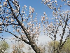 -重元寺香积厨素斋馆