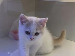 -小猫来了·猫咪专售(红山六九七九店)