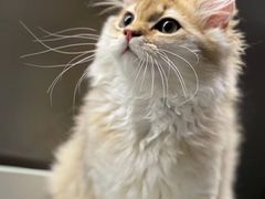 -猫大福·Fortune Cat猫舍(百子湾店)