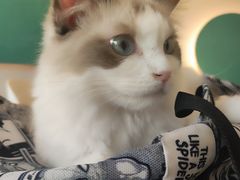 -飞行喵MR PILOT|猫舍·猫咖(静安大融城店)