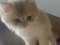 -米苏动物医院·犬猫专科·骨科外科内窥镜