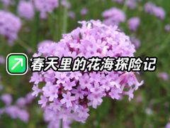 -西京湾花海