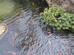 -千岛湖东南湖区