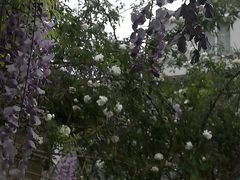 -喵屿·大理花园猫咖