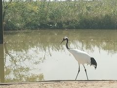 -盐城丹顶鹤湿地生态旅游区