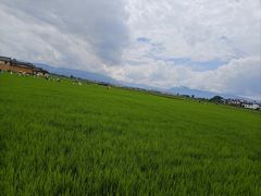 -喜林苑·稻田餐厅(品相府店)