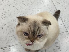 -喵园·猫主题咖啡厅·撸猫·猫咖(国贸店)