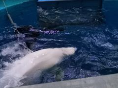 -海合安成都极地海洋公园