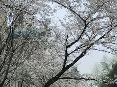 -武汉大学-樱园