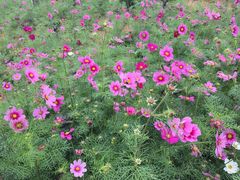 -松山湖梦幻百花洲