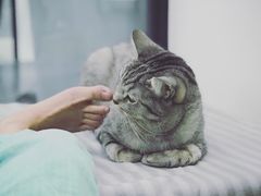 -菠萝格斗巴西柔术训练馆