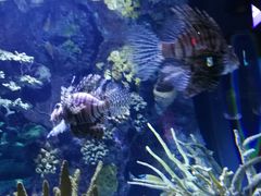-瑞普利水族馆